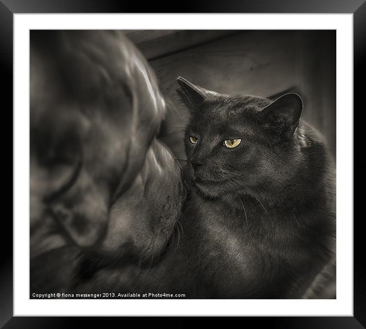 Face Off Framed Mounted Print by Fiona Messenger