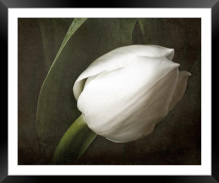 White tulip Framed Mounted Print by Fiona Messenger