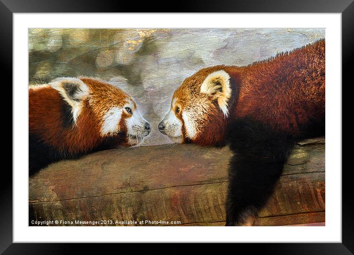Nose to nose Framed Mounted Print by Fiona Messenger
