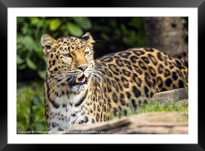 Amur Leopard Framed Mounted Print by Fiona Messenger