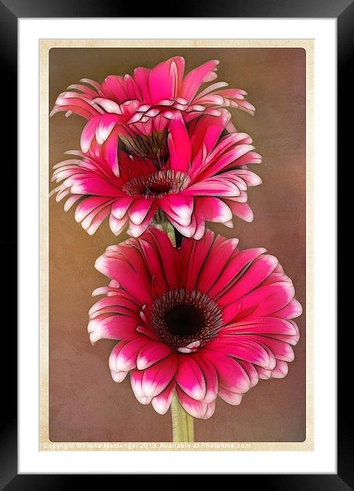 Pink Dreams Framed Mounted Print by Fiona Messenger