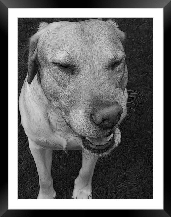 Baileys impersonation of Elvis Framed Mounted Print by Fiona Messenger