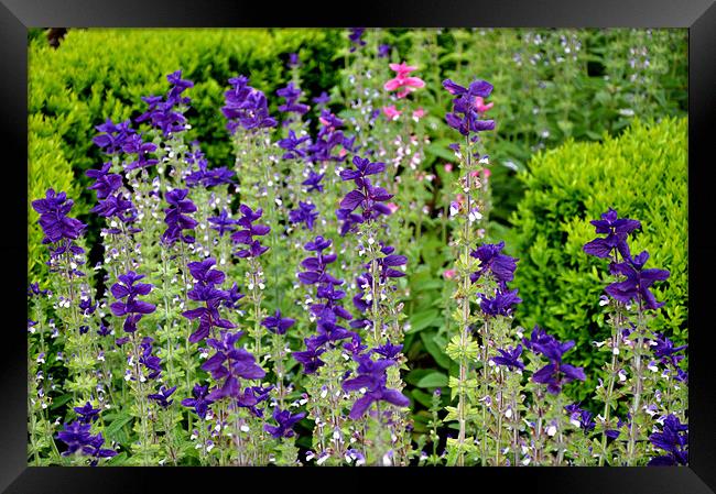 Flowers Framed Print by Nelly Gogus