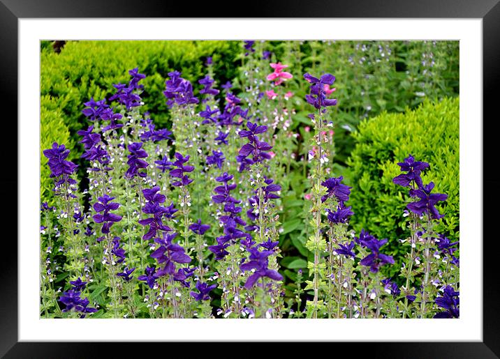 Flowers Framed Mounted Print by Nelly Gogus