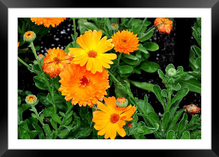Flowers, Botanical Garden Framed Mounted Print by Nelly Gogus