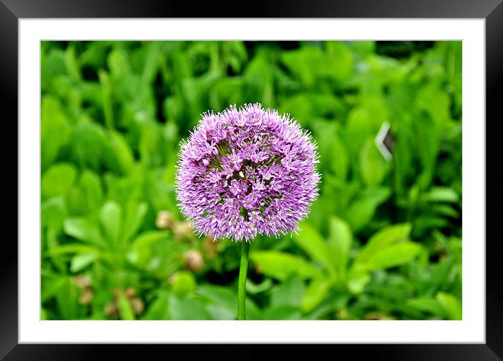 Flower Framed Mounted Print by Nelly Gogus