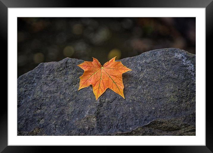  Autumn leaf Framed Mounted Print by karen shivas