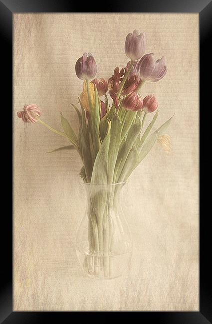  Tulips Framed Print by karen shivas