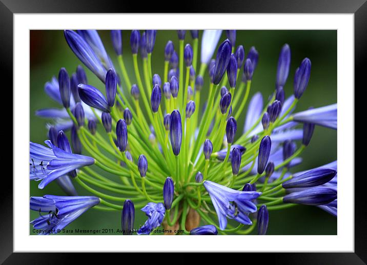 Blue agapanthus Framed Mounted Print by Sara Messenger