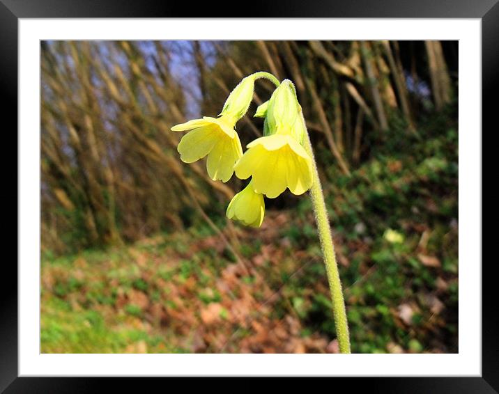 A lonely cowslip Framed Mounted Print by Sara Messenger
