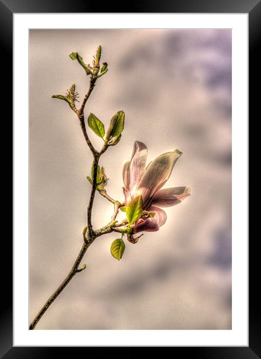 Pastel magnolia Framed Mounted Print by Sara Messenger