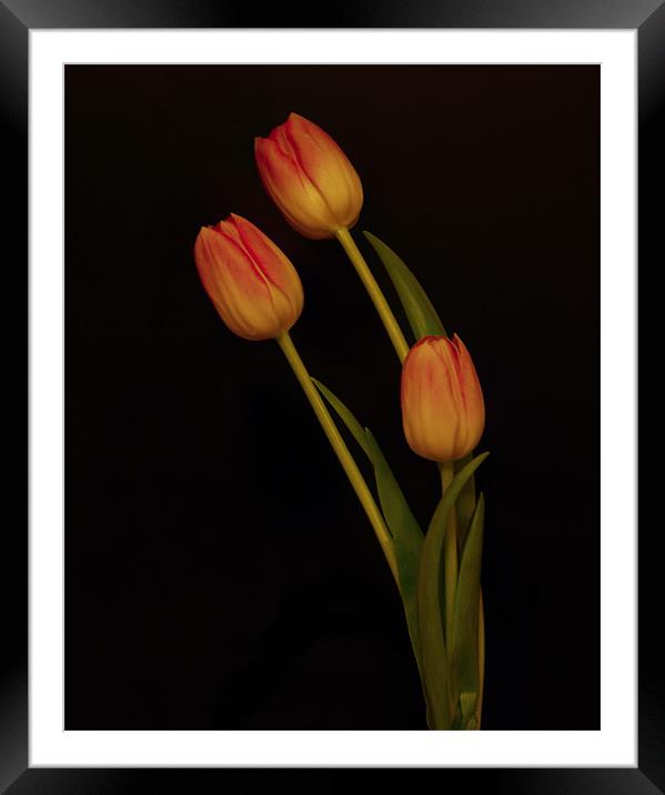 Tulips Framed Mounted Print by Sara Messenger