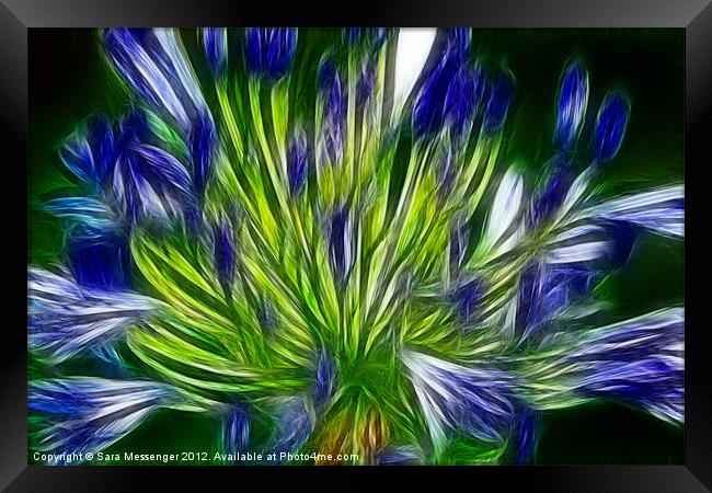 agapanthus Framed Print by Sara Messenger