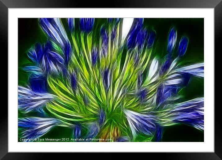 agapanthus Framed Mounted Print by Sara Messenger