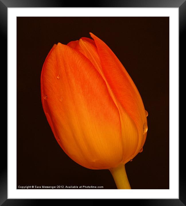 Cry me a tulip Framed Mounted Print by Sara Messenger
