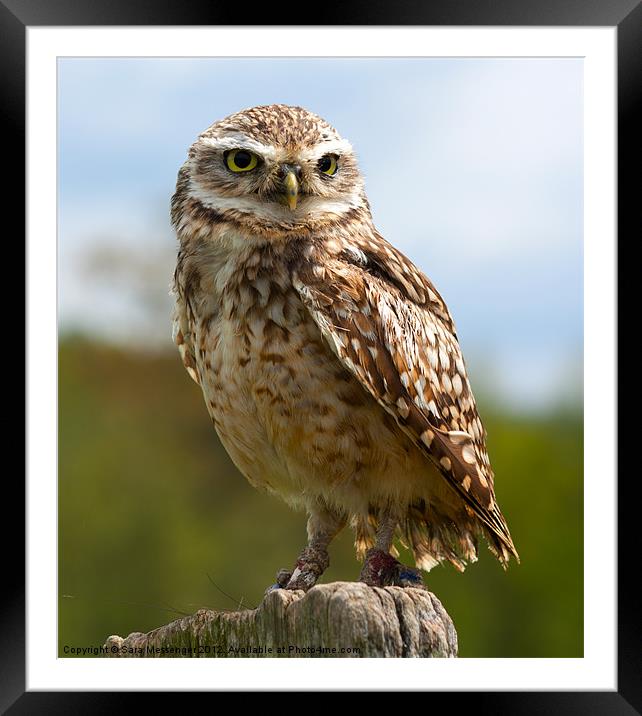 Burrowing owl Framed Mounted Print by Sara Messenger