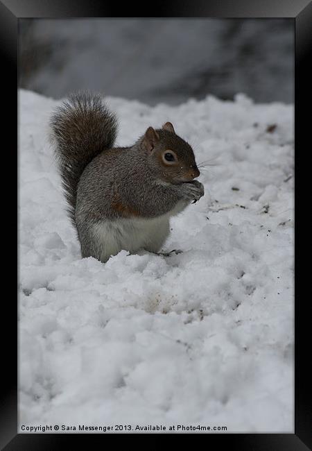 Grey squirrel in the snow Framed Print by Sara Messenger