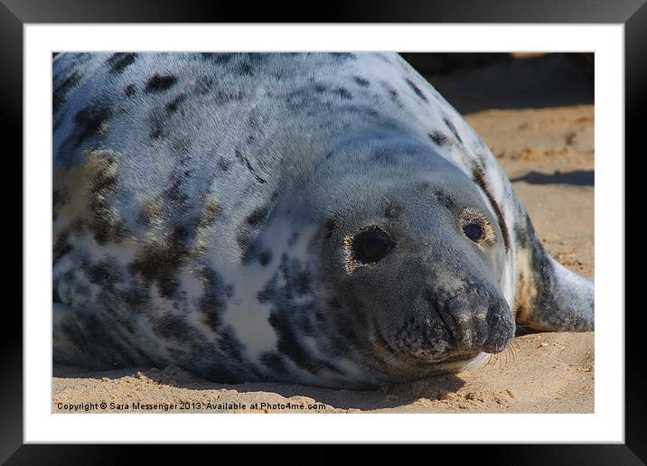 Sad seal Framed Mounted Print by Sara Messenger