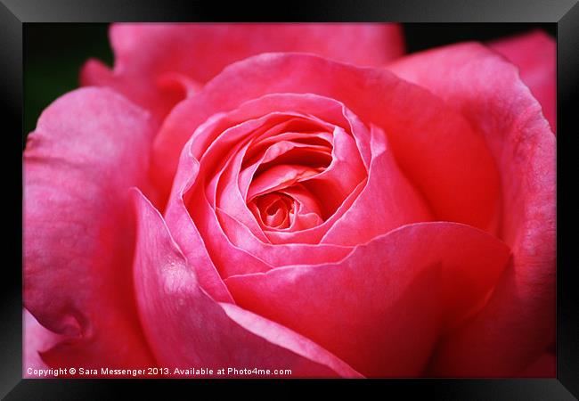 Pink Rose Framed Print by Sara Messenger