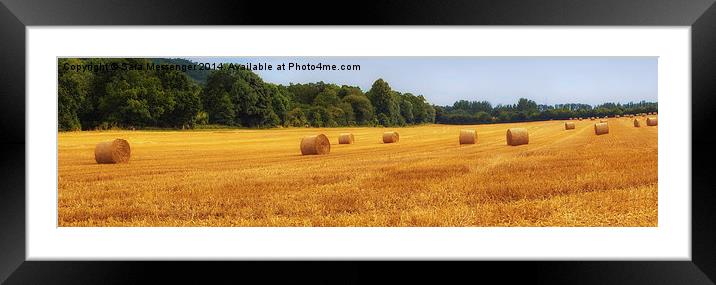  Golden straw bales in parnoramic Framed Mounted Print by Sara Messenger