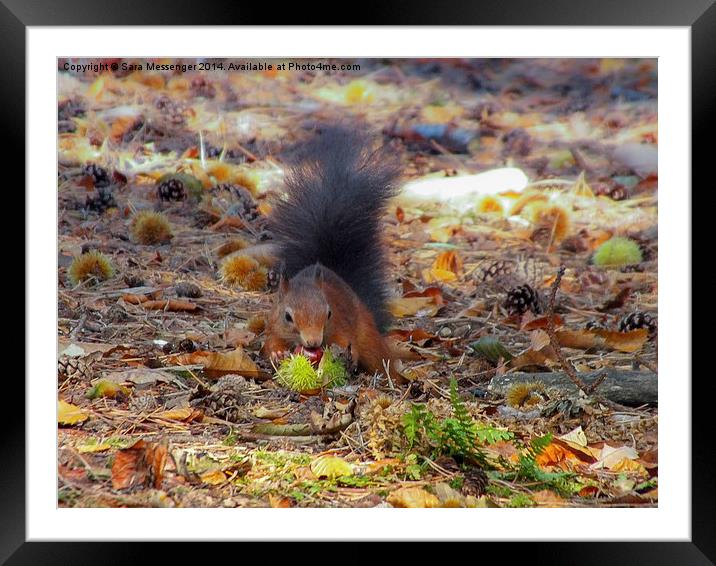  Red Squirrel harvesting for winter Framed Mounted Print by Sara Messenger