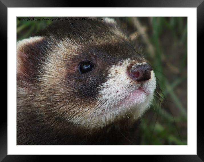 Polecat Framed Mounted Print by Sara Messenger