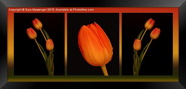  Trio of Tulips  Framed Print by Sara Messenger
