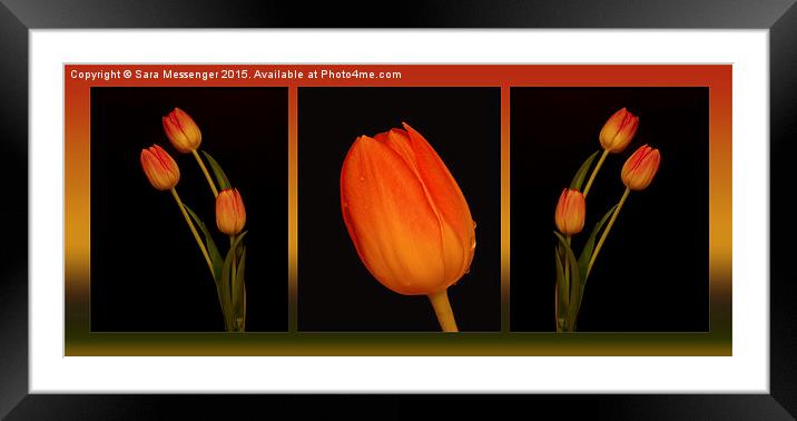  Trio of Tulips  Framed Mounted Print by Sara Messenger