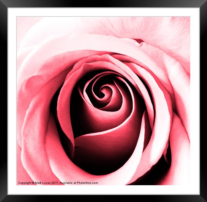 Contours of Pink Framed Mounted Print by Mark Lucey
