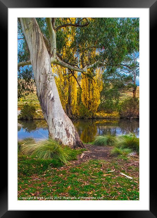The River Gum Framed Mounted Print by Mark Lucey