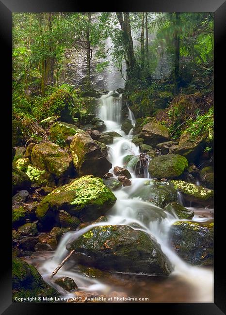 Mist in the Jungle Framed Print by Mark Lucey