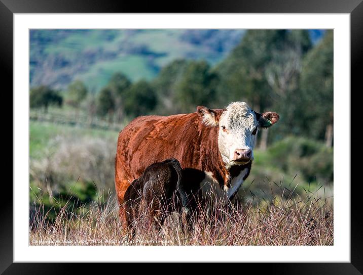 A Herefords Lot Framed Mounted Print by Mark Lucey