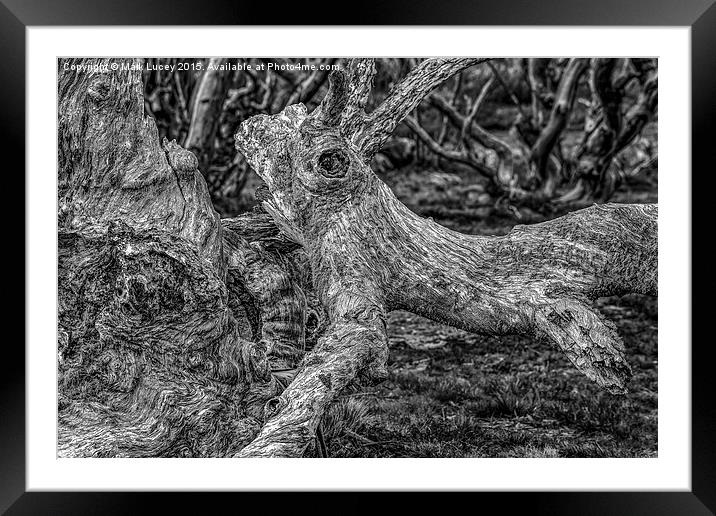 Twisted Framed Mounted Print by Mark Lucey