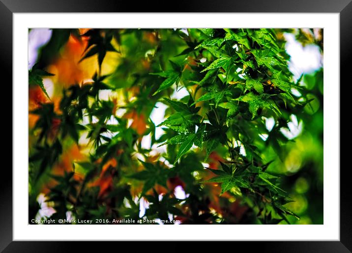 Maple in the Mist Framed Mounted Print by Mark Lucey