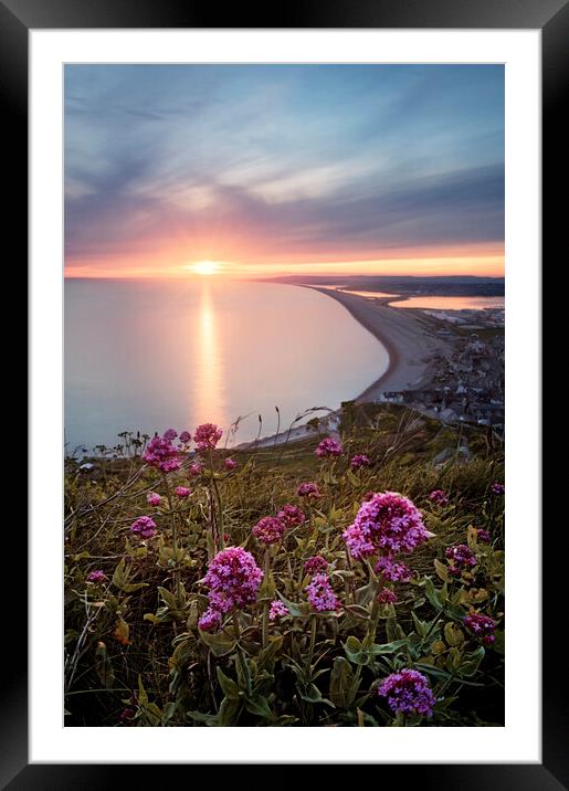 Chesil in Bloom Framed Mounted Print by Chris Frost