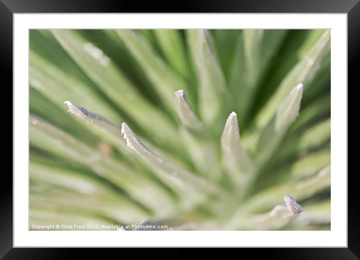 Haleakala silversword Maui Framed Mounted Print by Chris Frost