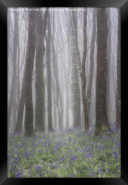 Hooke Bluebell Mist Framed Print by Chris Frost