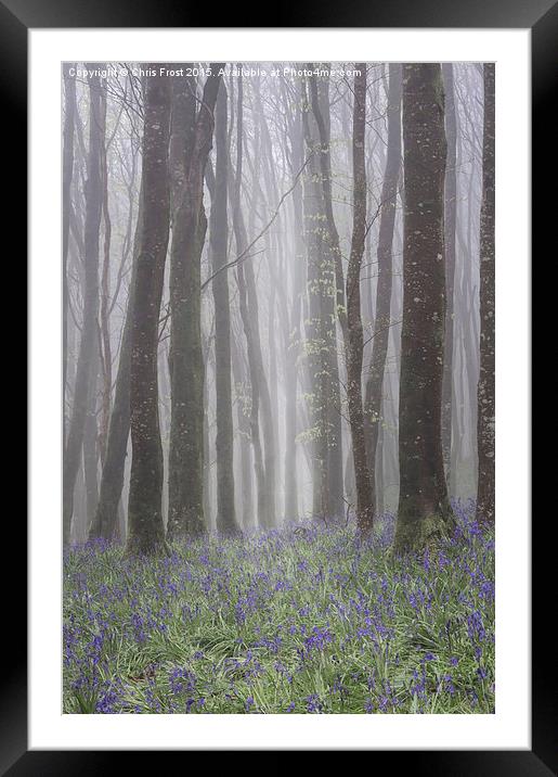Hooke Bluebell Mist Framed Mounted Print by Chris Frost