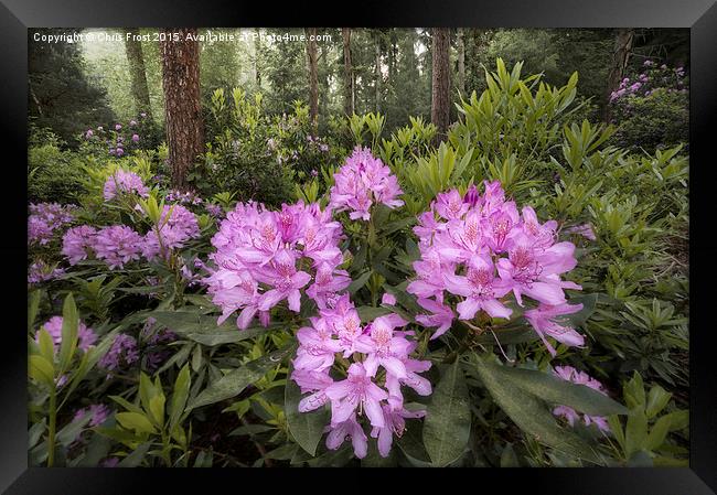  Rhododendron Mile Framed Print by Chris Frost