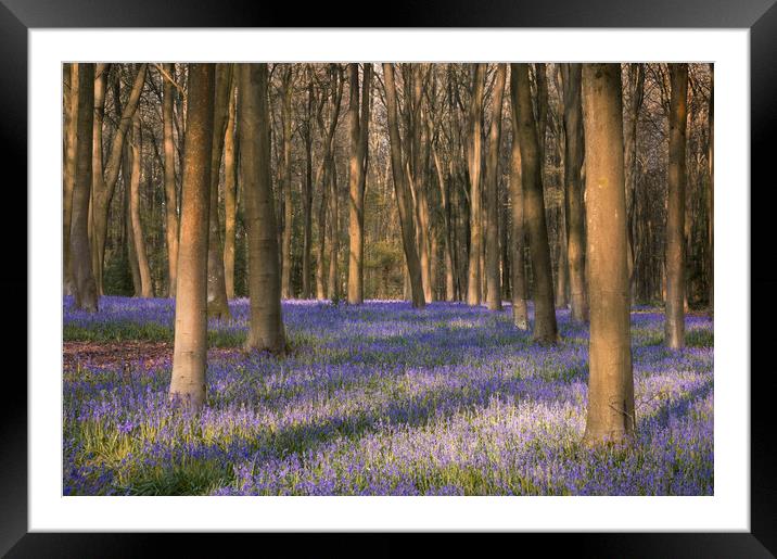 Sea of Bluebells Framed Mounted Print by Chris Frost