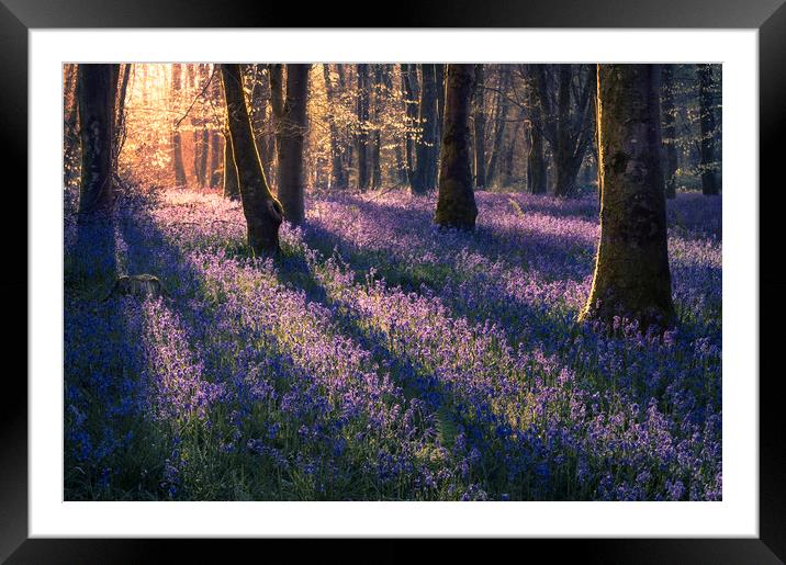 Lost Woods Framed Mounted Print by Chris Frost