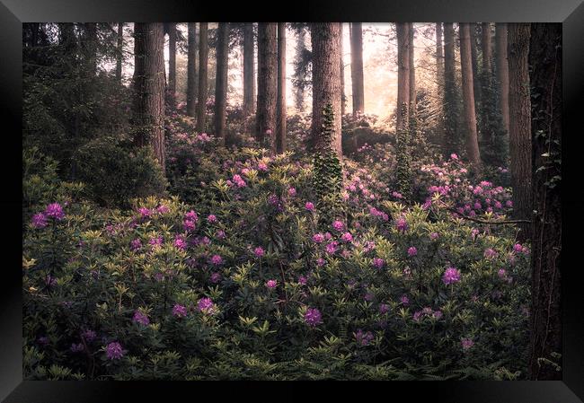 Woodland Bloom Framed Print by Chris Frost