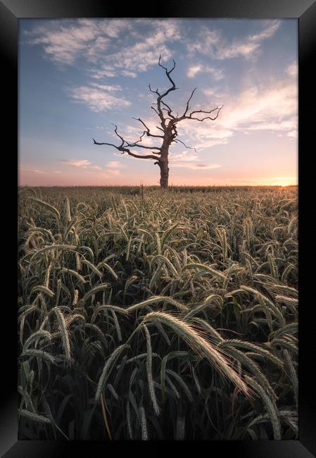 The Lone Tree Framed Print by Chris Frost