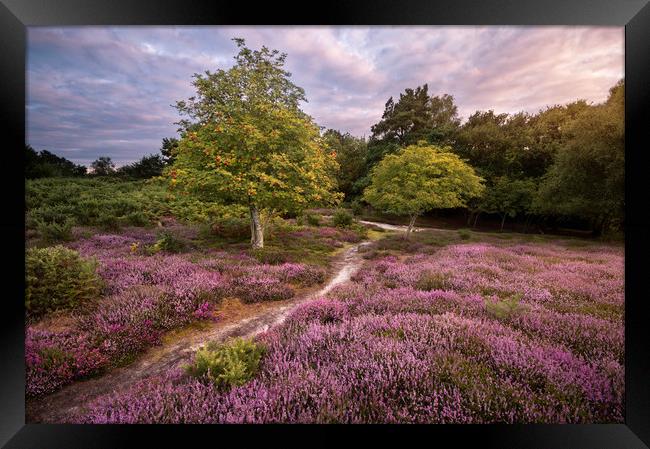 A Walk Through the Heather Framed Print by Chris Frost