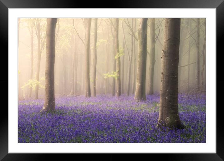 Spring Dawn Framed Mounted Print by Chris Frost