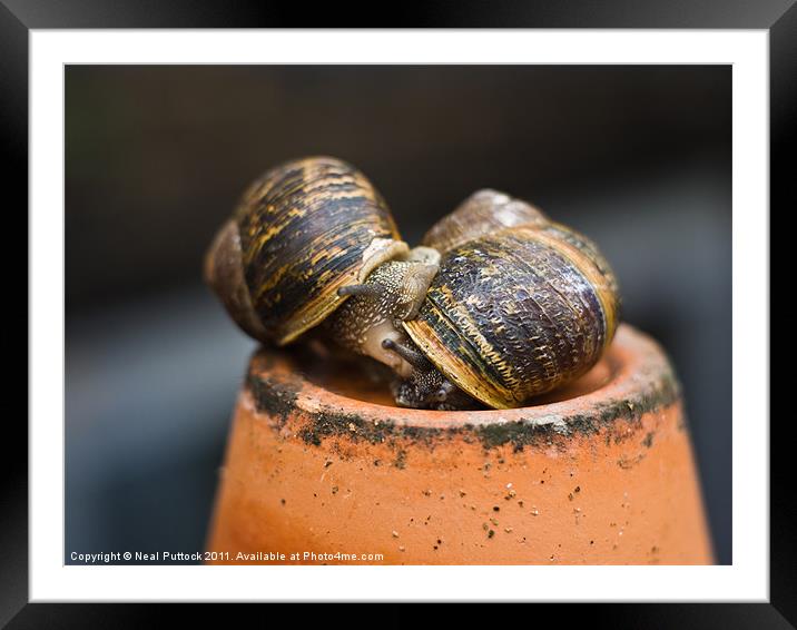 Gastropod Erotica Framed Mounted Print by Neal P