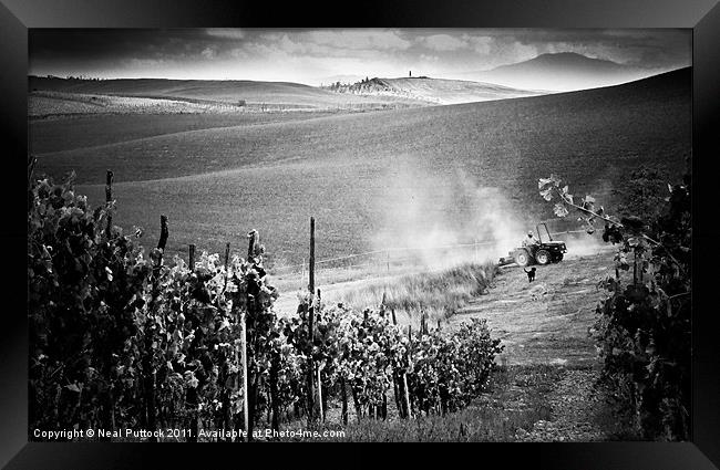 Tuscan Harvest Framed Print by Neal P
