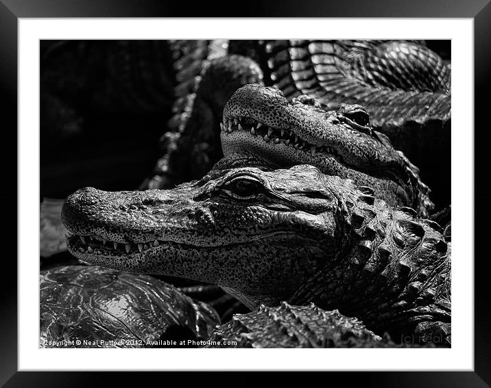 'Gators Framed Mounted Print by Neal P