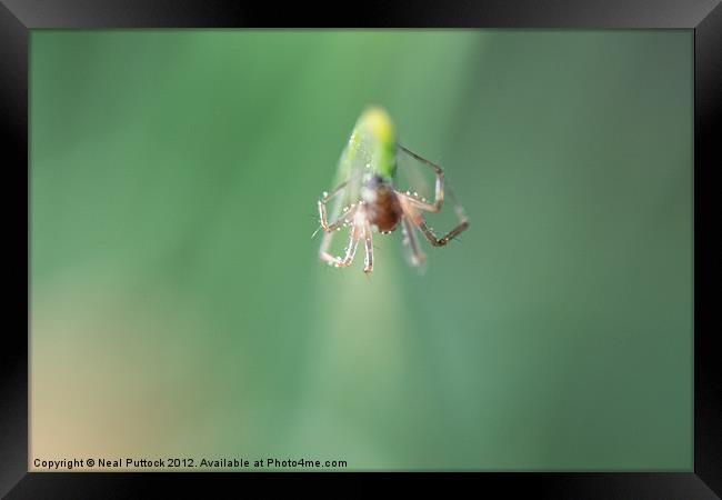 Incy Wincy Spider Framed Print by Neal P