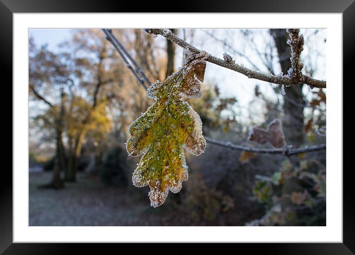 Leaf Framed Mounted Print by Neal P